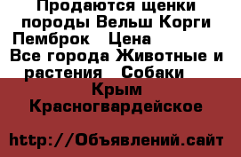 Продаются щенки породы Вельш Корги Пемброк › Цена ­ 40 000 - Все города Животные и растения » Собаки   . Крым,Красногвардейское